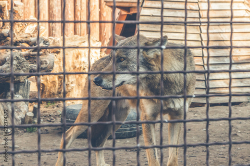 wolf in a cage close-up