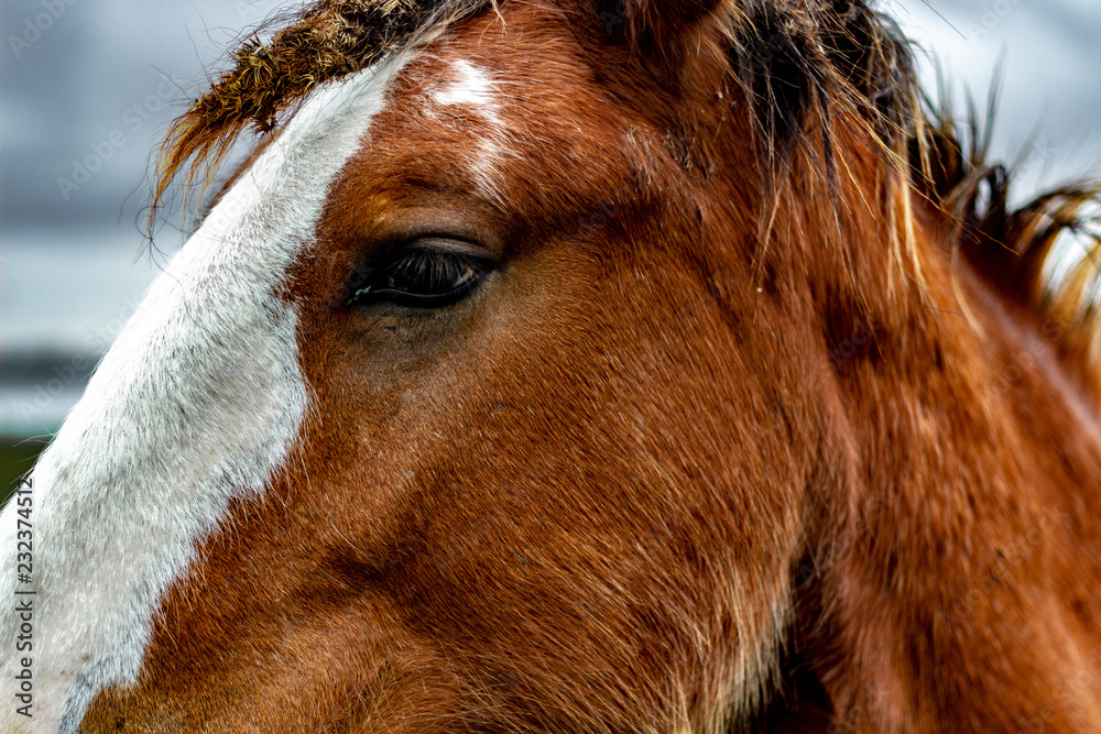 Close up of a horses face showing the eye and a bit of its mane. A white stripe runs down the Clydesdales face.