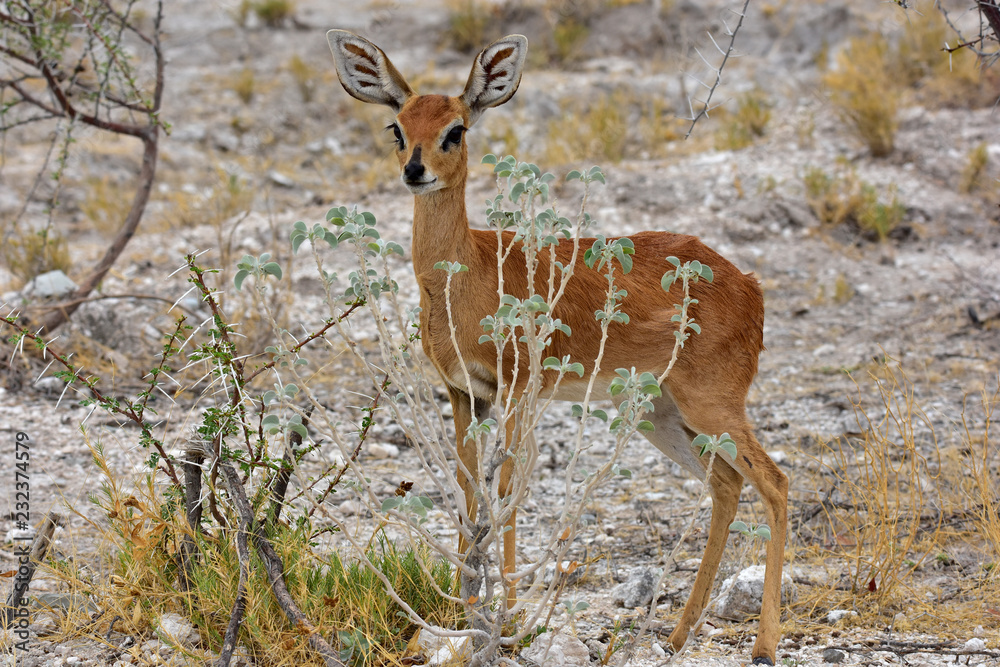 Steinböckchen im Etosha National Park Namibia Steinböckchen im Etosha National Park Namibia