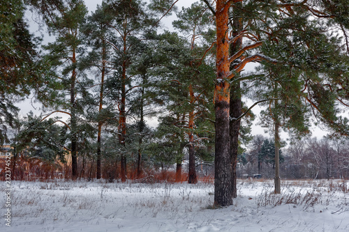 Fototapeta Naklejka Na Ścianę i Meble -  Pine forest, winter