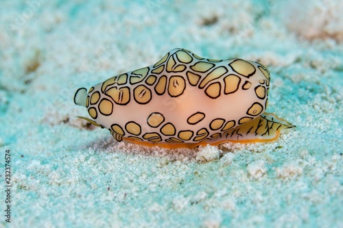 Flamingo tongue snail photo