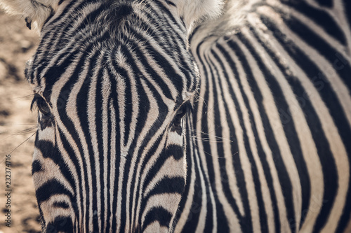 closeup of a zebra head