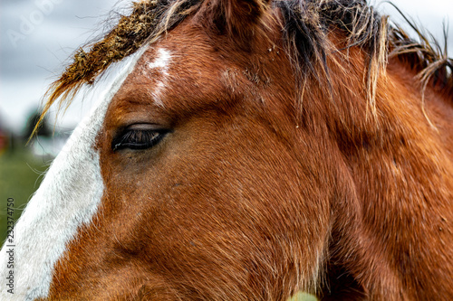 Close up of a horses face showing the eye and a bit of its mane. A white stripe runs down the Clydesdales face. 