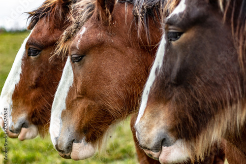 Obraz na płótnie Horses standing in a lineup for a head shot on an overcast autumn day w salonie