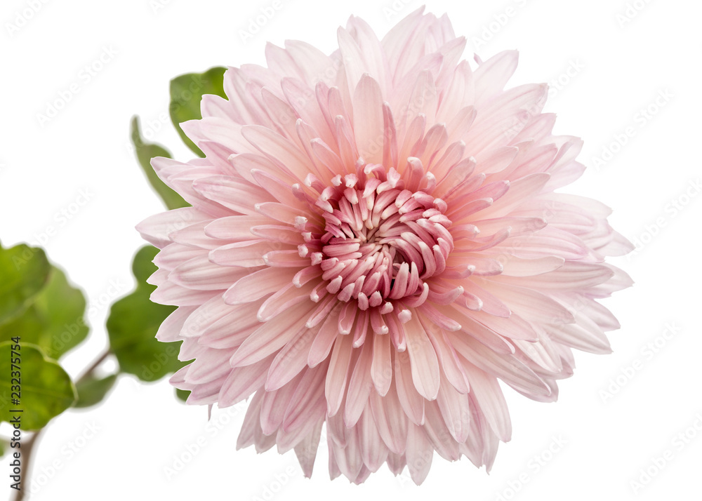 Chrysanthemum flower, isolated on white background Chrysanthemum flower, isolated on white background