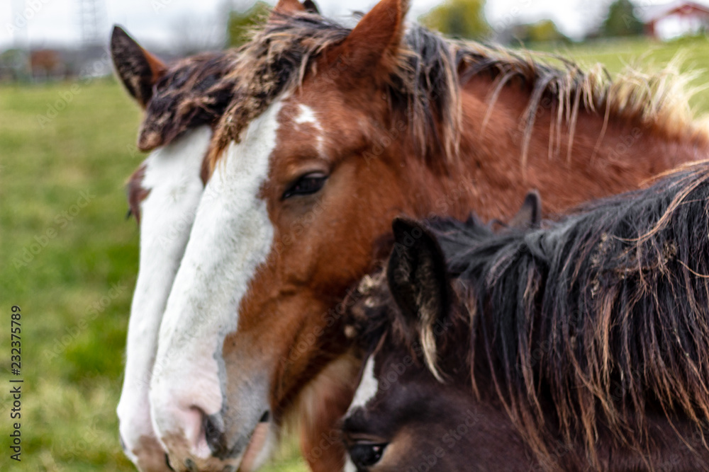 Horses standing in a lineup for a head shot on an overcast autumn day