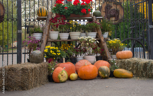 Autumn composition of pumpkins, stacks of straw and flowerpots with flowers