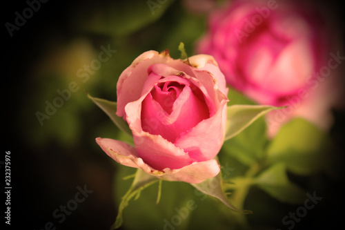 Rosa pink rouse