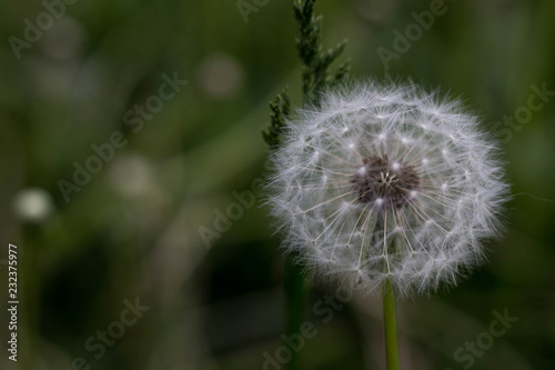 dandelion on background of green grass