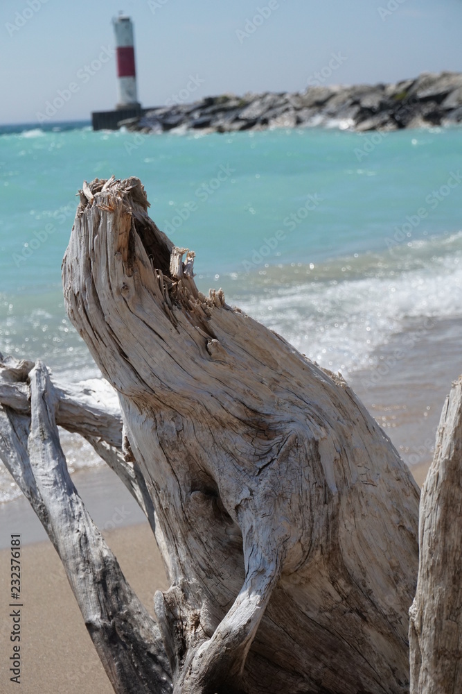 Driftwood