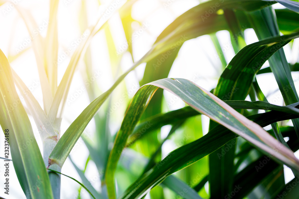 Obraz premium sugarcane leaf on green background.