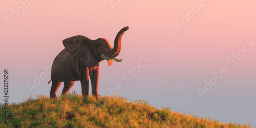 Photography elephant and sunset
