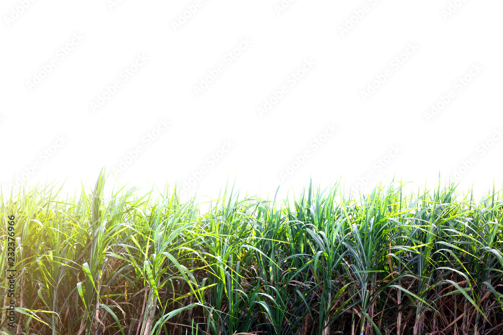 Obraz premium Sugar cane field with white isolated background.