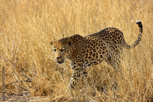 Leopard im Gras Namibia