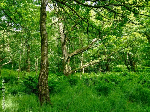 Verdant forest 