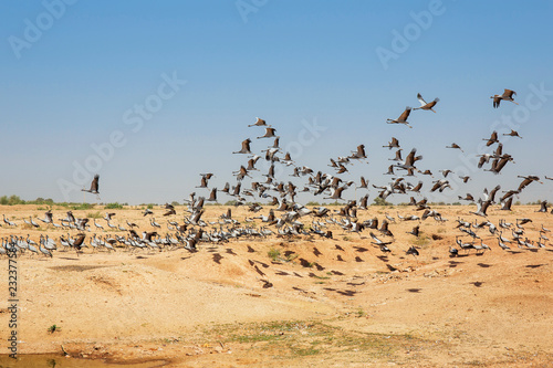 Flock of demoiselle crains flying in blue sky, Rajasthan, India photo