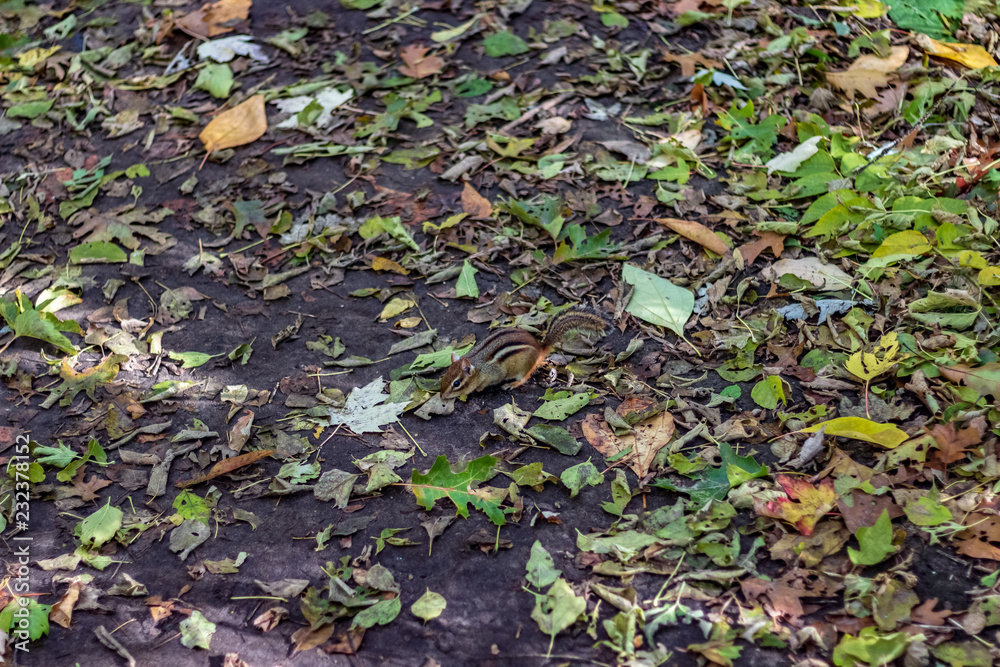 A chipmunk playing on the forest floor of High Park on a fall day.