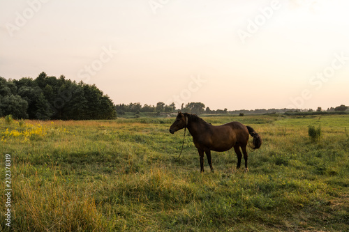 horse © Vlad
