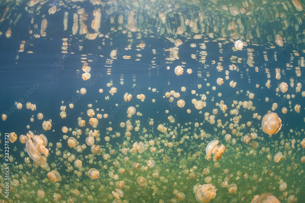 Fototapeta premium Millions of Golden Jellyfish Swim in Palau's Jellyfish Lake