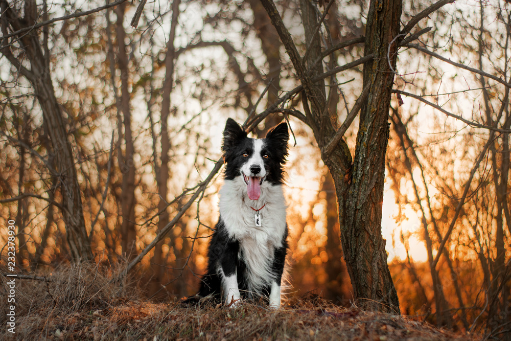 border collie dog in autumn forest beautiful sunset