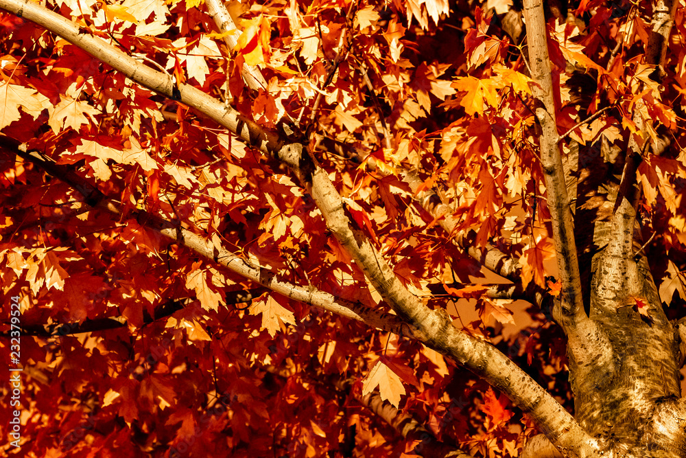 Maple leaves changing colour in Irish Park, Toronto Ontario, Canada
