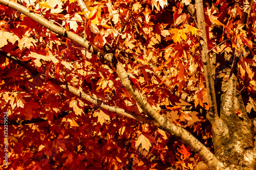 Obraz na płótnie Maple leaves changing colour in Irish Park, Toronto Ontario, Canada w salonie