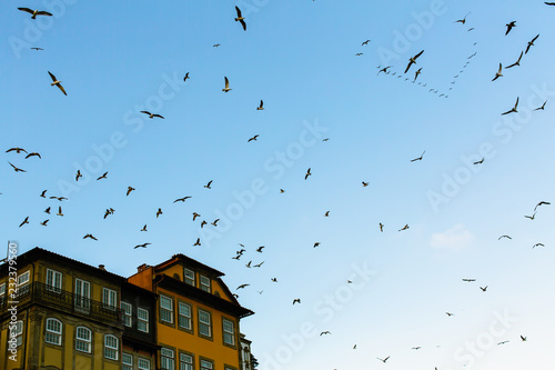 Flocks of seagulls over the old town roofs in Porto, Portugal.
