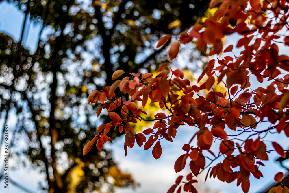 Autumn leaves changing colour in Toronto, Ontario, Canada.