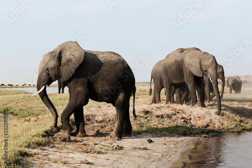 Fototapeta Naklejka Na Ścianę i Meble -  A herd of elephants approaches a waterhole in Etosha national park. Northrtn Namibia, Africa