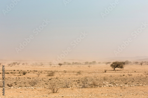 desert trees in front of a white sand storm, Namib, Naukluft Park, Namibia, Africa
