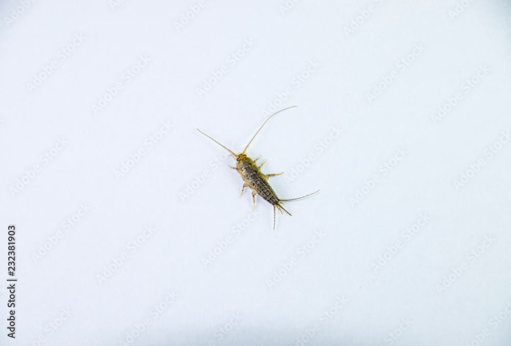 Insect feeding on paper - silverfish. Pest books and newspapers. Insect feeding on paper - silverfish. Pest books and newspapers.