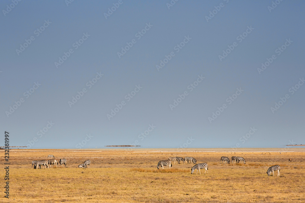 Zebras at the Etosha Pan in Etosha National Park, Namibia
