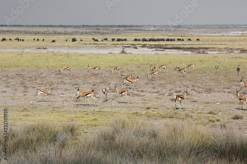 The springbok (Antidorcas marsupialis) an herd of antelope in the desert © Tjeerd