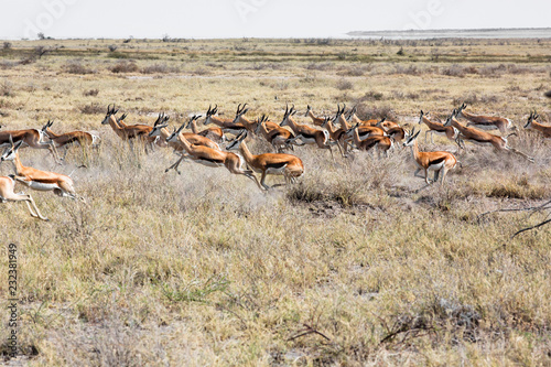 The springbok (Antidorcas marsupialis) an herd of antelope runs in the desert. Antelopes on the sand