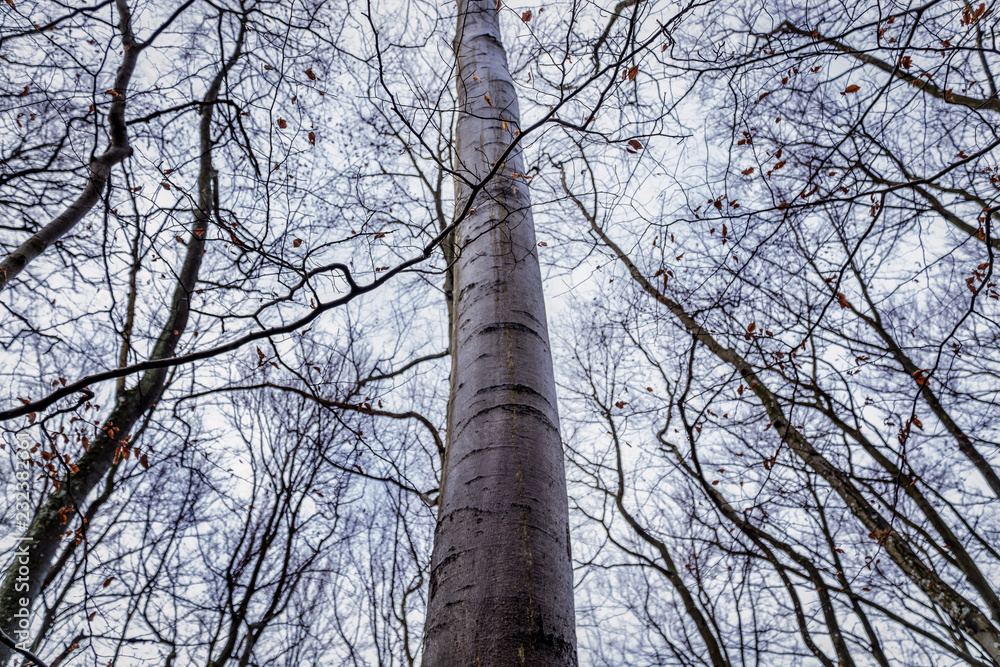 Fototapeta premium Trees shot from the bottom position heading towards the sky. Picture taken in the german woods of the Eifel region. Many branches with autumn leaves rank through the picture.