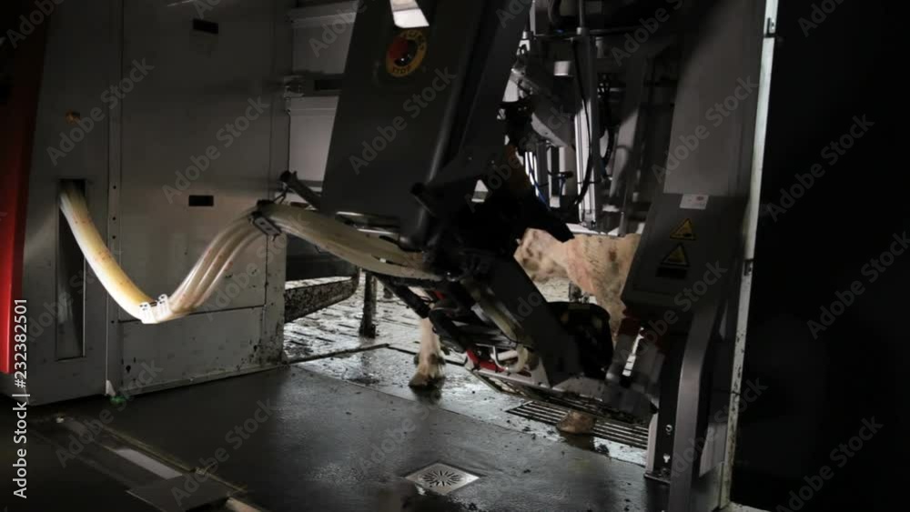 cow milk robot machine cow milk robot machine