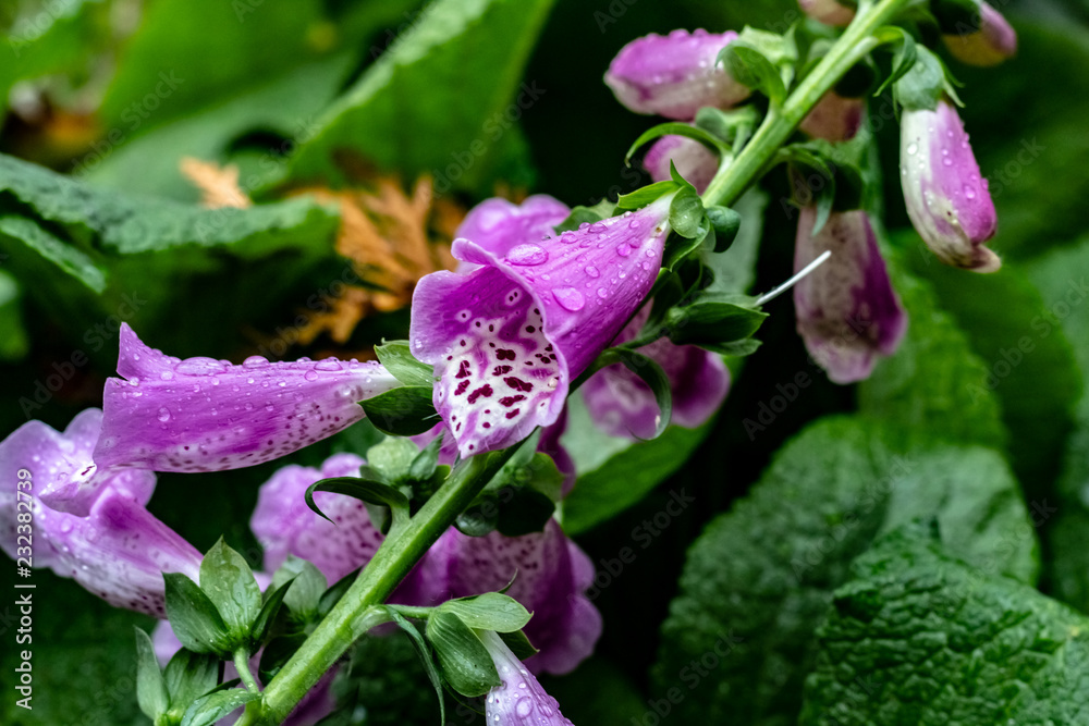 Close up of purple snapdragons with a white and black leaopard print stripe up the inside & dew drops