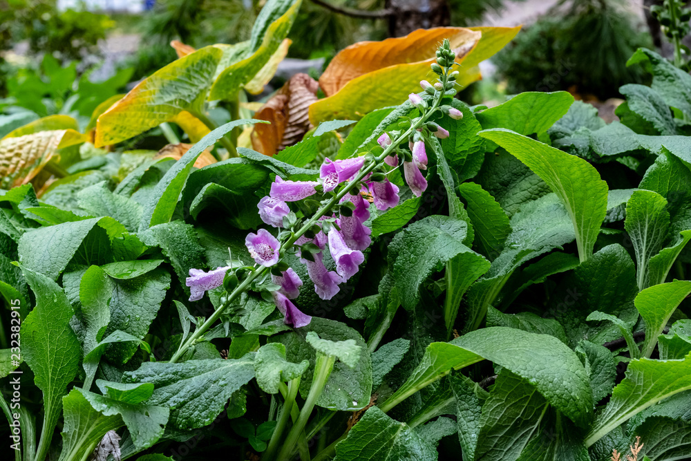 Close up of purple snapdragons with a white and black leaopard print stripe up the inside & dew drops