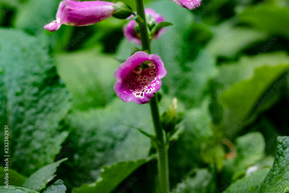Close up of purple snapdragons with a white and black leaopard print stripe up the inside & dew drops