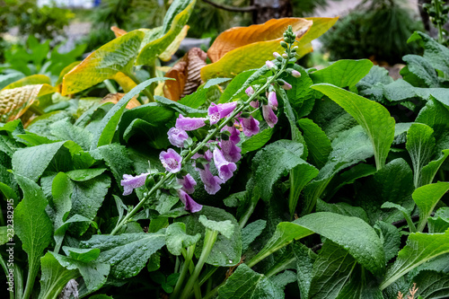 Obraz na płótnie Close up of purple snapdragons with a white and black leaopard print stripe up the inside & dew drops w salonie