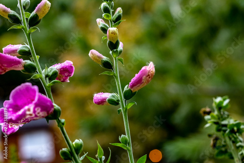 Obraz na płótnie Close up of purple snapdragons with a white and black leaopard print stripe up the inside & dew drops w salonie
