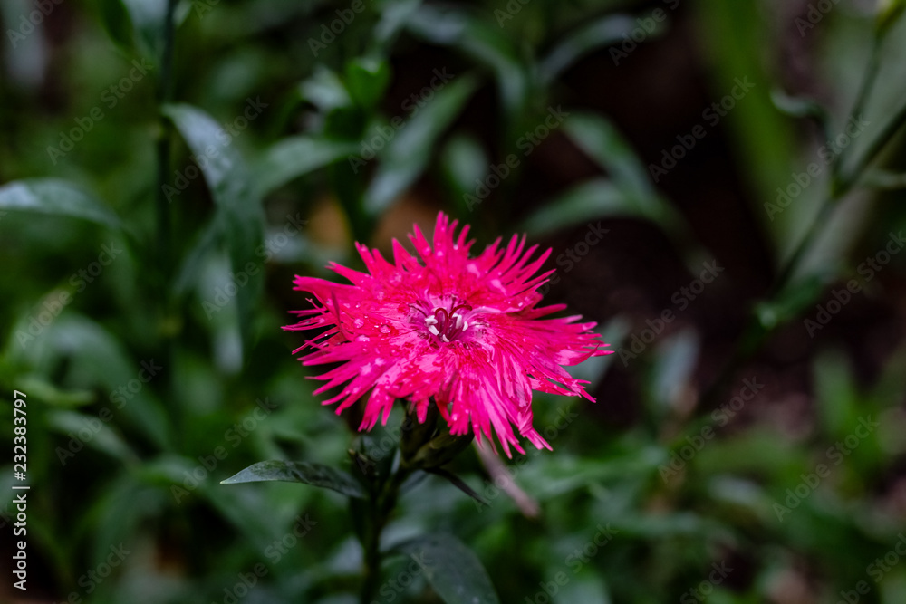 A bright pink raggy looking flower on a cold autmn day in Toronto Ontario