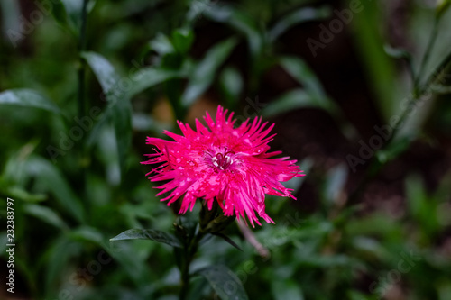 Obraz na płótnie A bright pink raggy looking flower on a cold autmn day in Toronto Ontario w salonie
