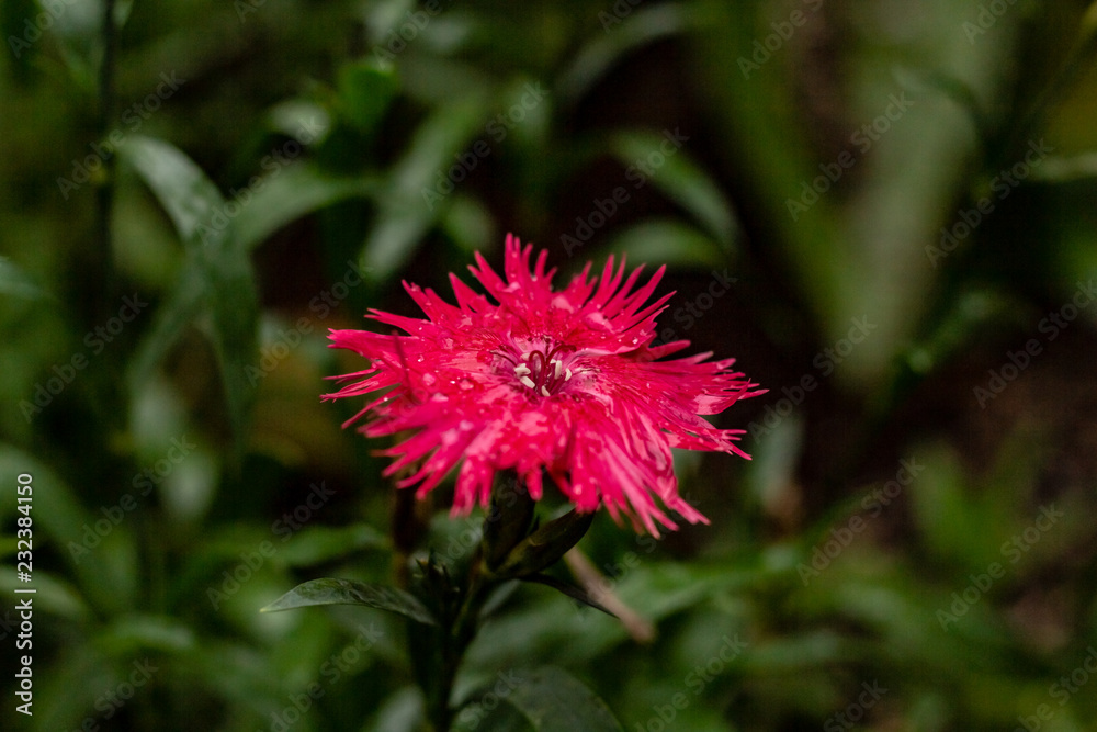A bright pink raggy looking flower on a cold autmn day in Toronto Ontario
