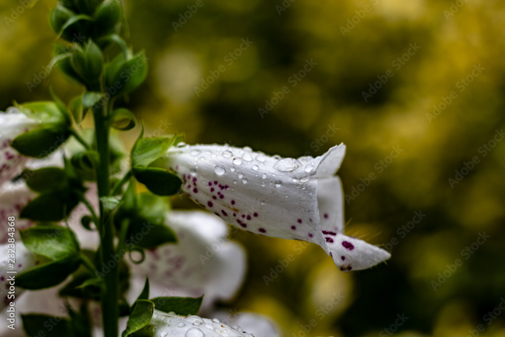 Close up of white snapdragons in the rain as drops gater ontop of the flowers like morning dew.