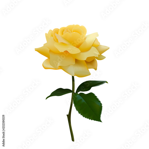 beautiful yellow rose isolated on white backgroun