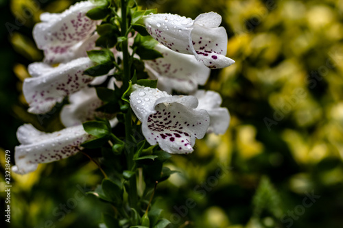 Close up of white snapdragons in the rain as drops gater ontop  of the flowers like morning dew. photo