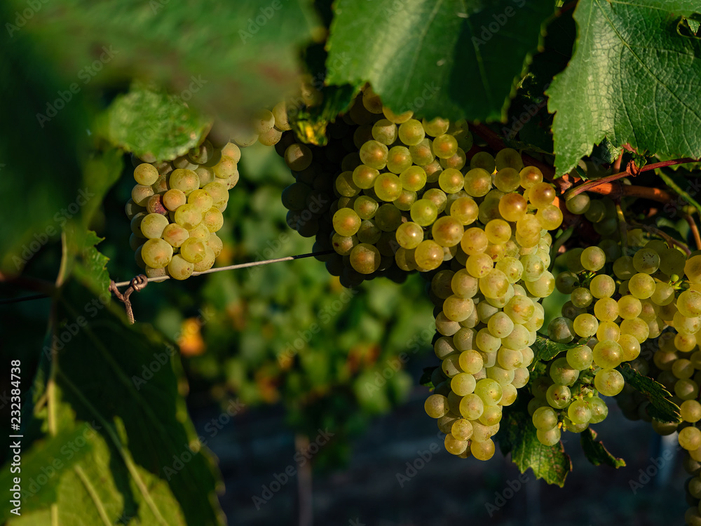 bunch of muscat grapes