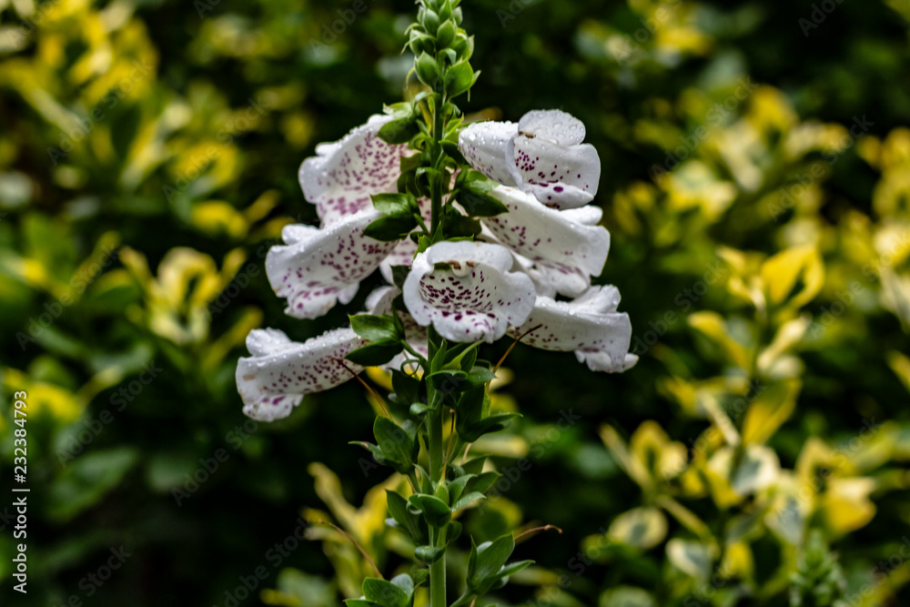 Close up of white snapdragons in the rain as drops gater ontop of the flowers like morning dew.