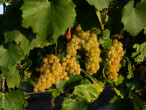 Foto bunch of muscat grapes